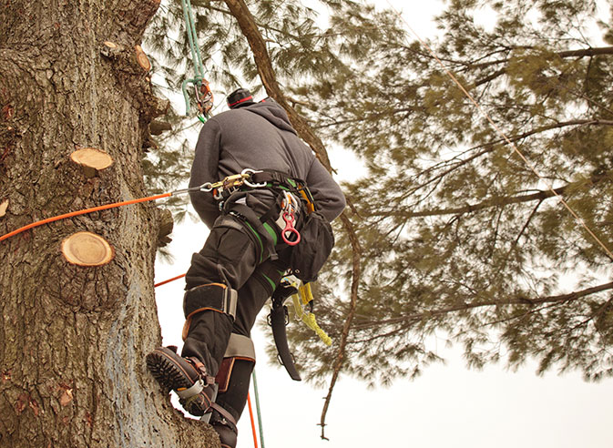 Crosscut Services LLC employee trimming a tree