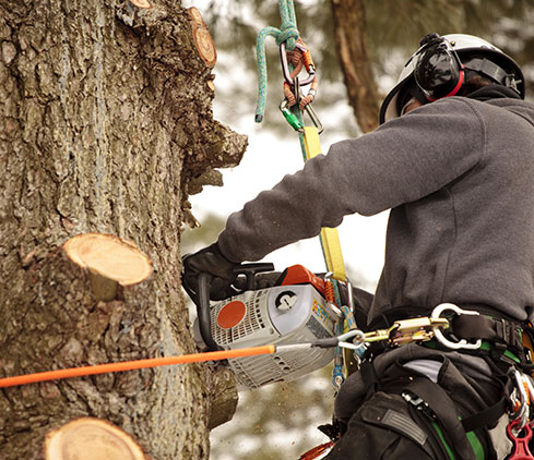 Crosscut Services LLC employee cutting a tree down