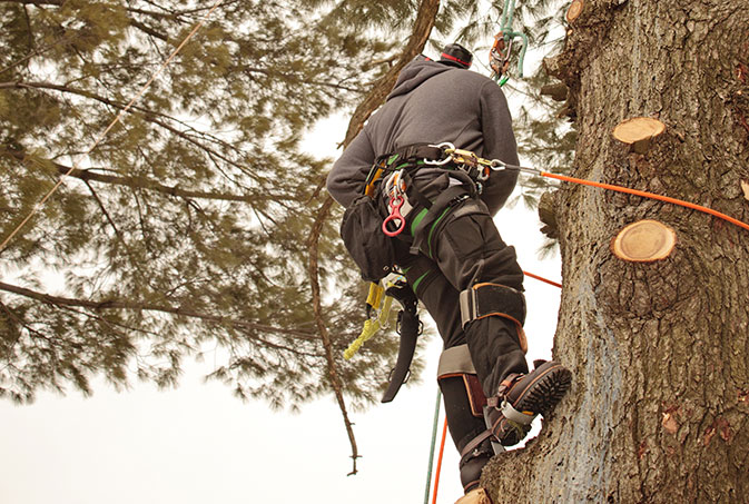 Crosscut Services LLC employee trimming a tree