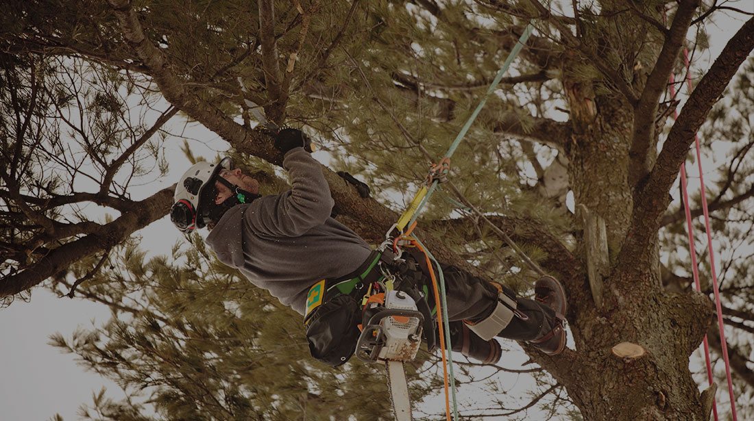 Crosscut Services LLC: Emergency tree removal in Shawnee, Oklahoma City and Norman