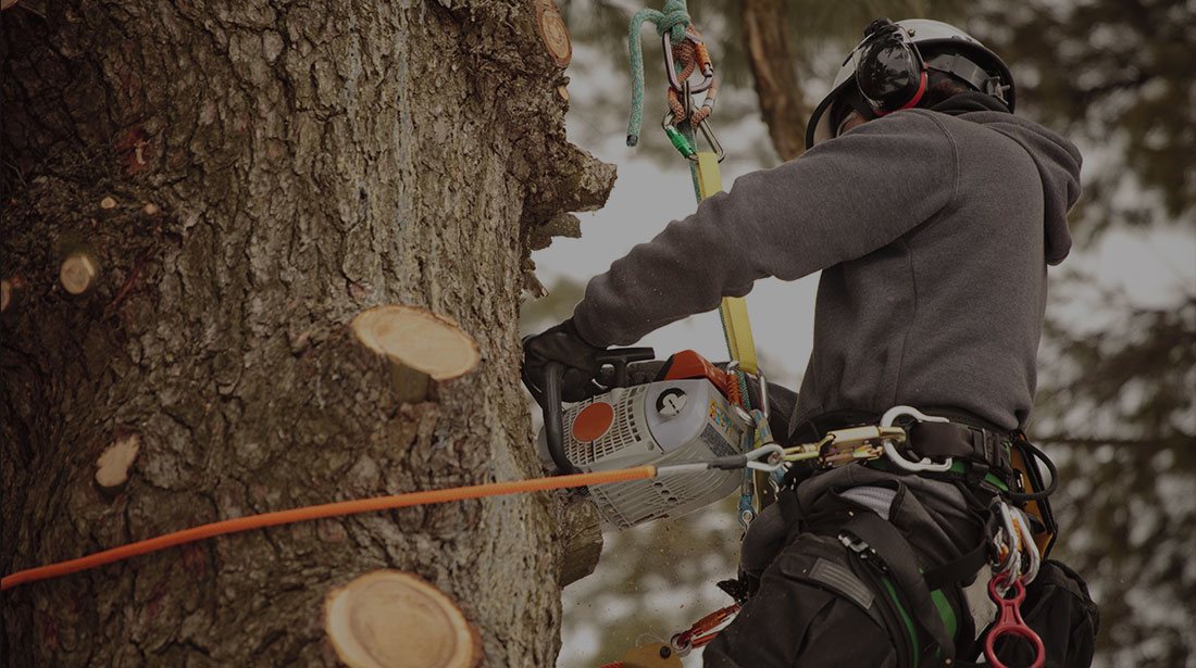 Crosscut Services LLC: Stump and tree removal in Shawnee, Oklahoma City and Norman