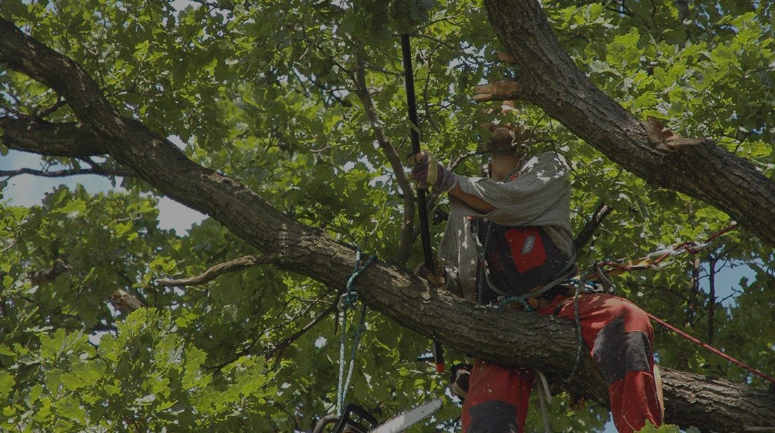 Crosscut Services LLC: Tree cabling and bracing in Shawnee, Oklahoma City and Norman