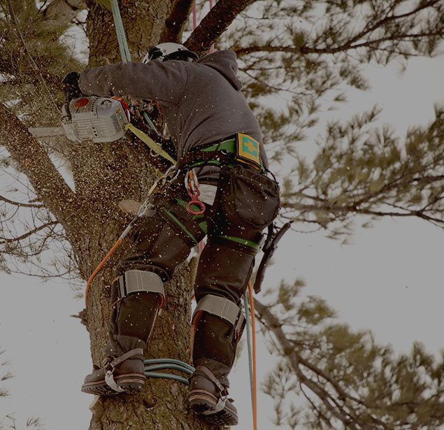 Crosscut Services LLC: Tree health in Shawnee, Oklahoma City and Norman