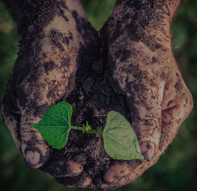 Crosscut Services LLC: Tree planning in Shawnee, Oklahoma City and Norman