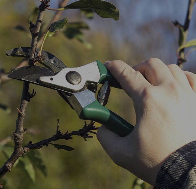 Crosscut Services LLC: Tree pruning in Shawnee, Oklahoma City and Norman